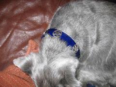 Dog-Collars-Blue-SilverStars.jpg
